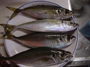DSC01405.JPG